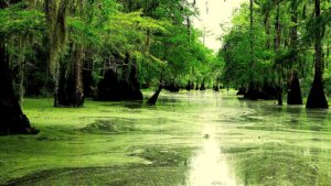 Divorce Fraud Bayou